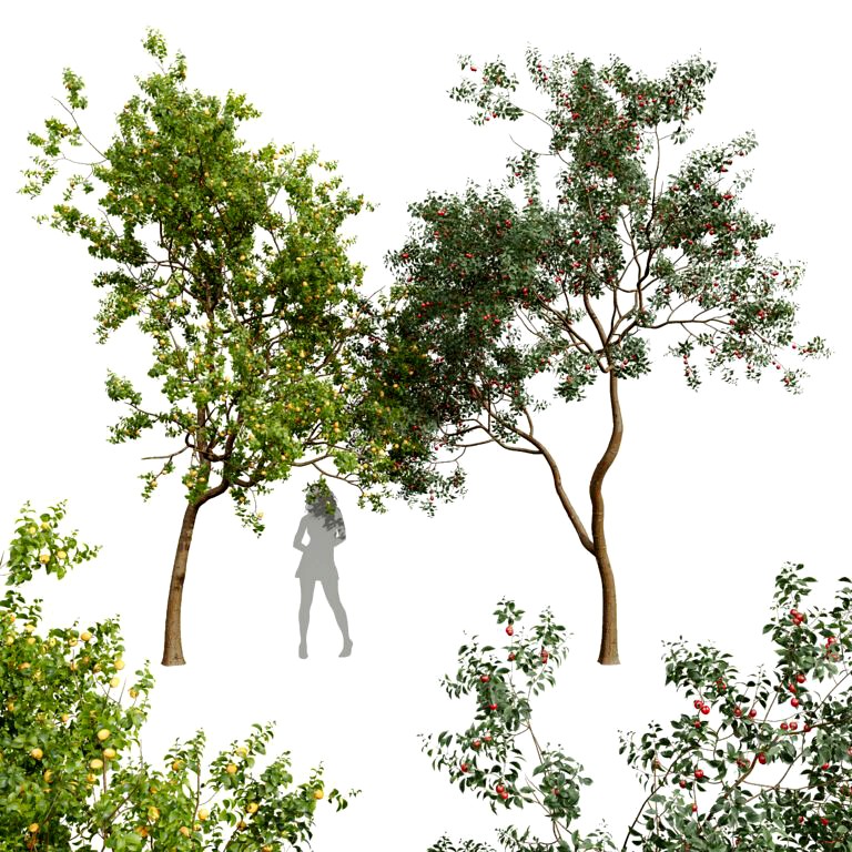 New Plant Armeniaca Vulgaris Prunus Cerasus Pseudocerasus Cherry (340793)