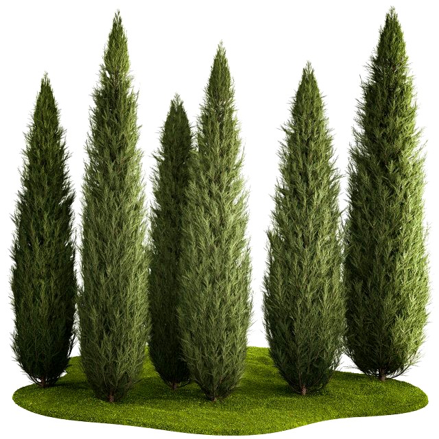 Juniper Thuja And Cypress For Park Garden Forest 1161