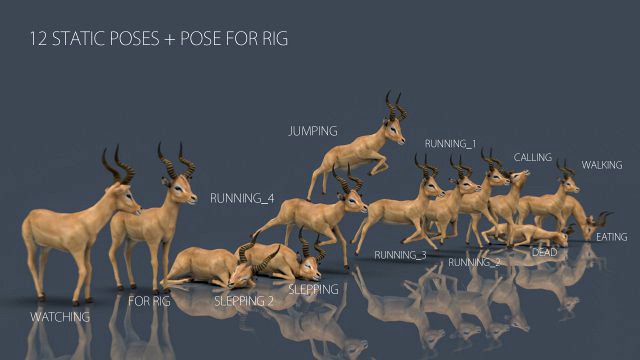 impala poses