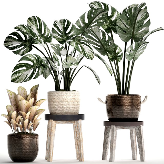 collection exotic plants monstera 450