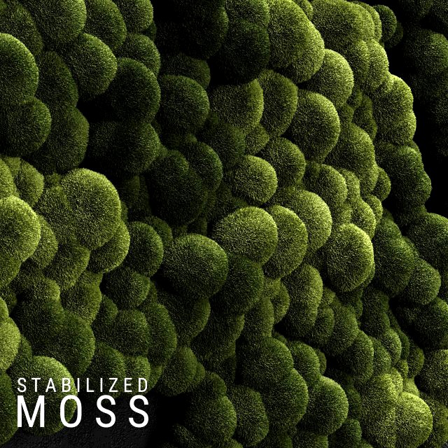 stabilized moss 3