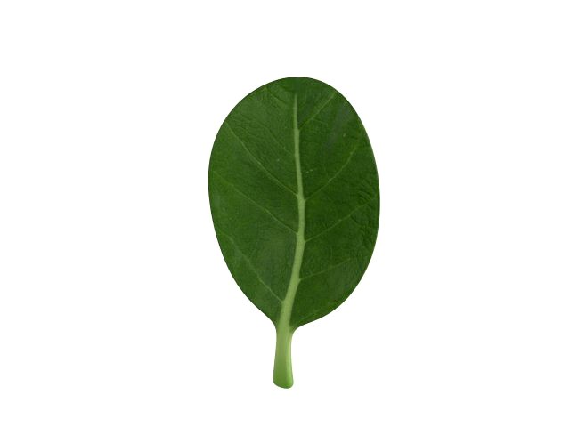 spinach