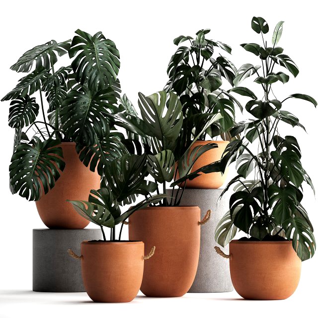 collection exotic plants monstera 423
