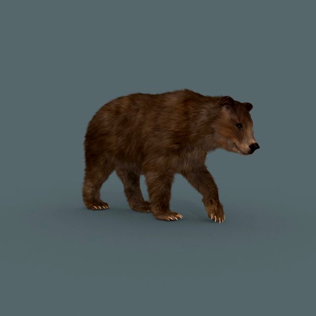 best bear - 3d animated brown bear