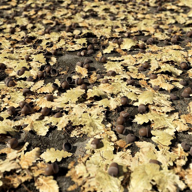 oak nuts and leaves