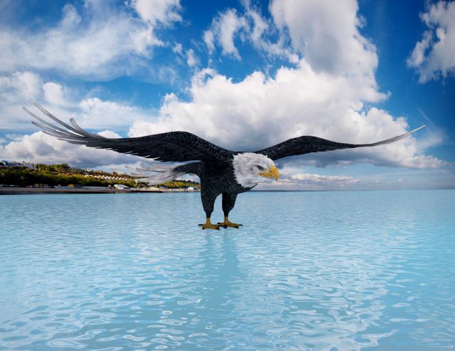 eagle