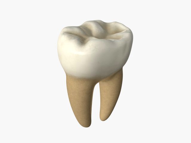 tooth molars