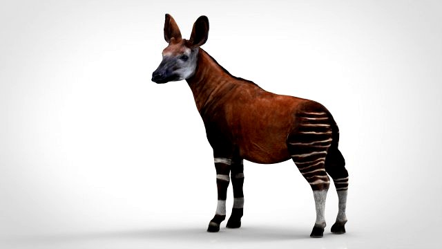 okapi