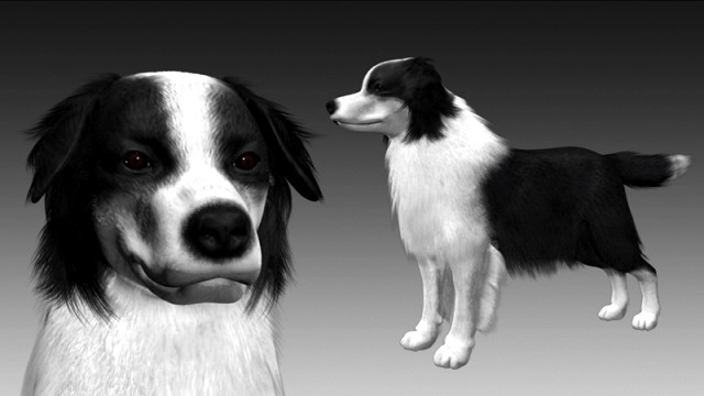border collie bordernese dog