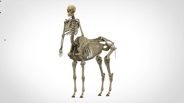 centaur skeleton