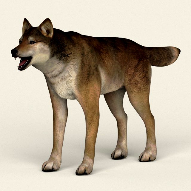 low poly realistic red wolf