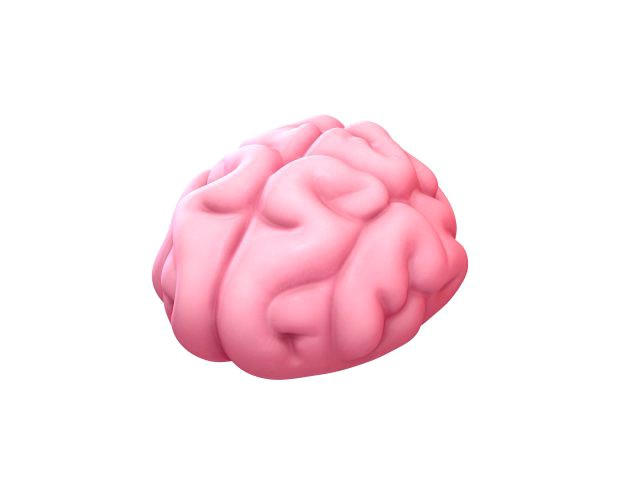 brain