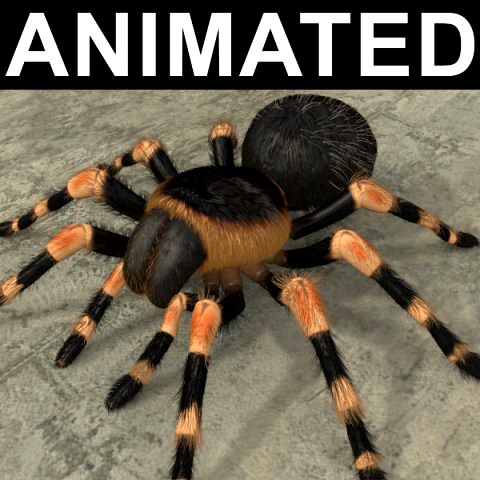 animated tarantula
