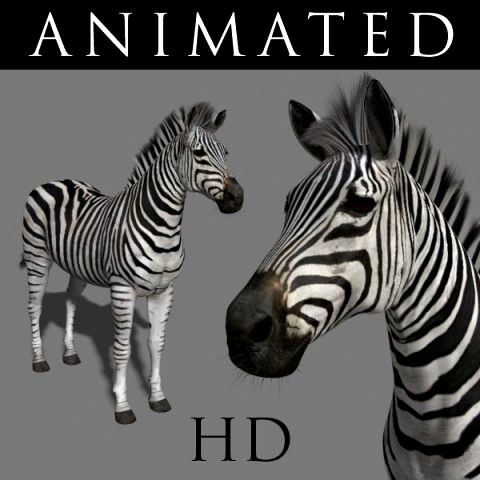 photoreal hd zebra