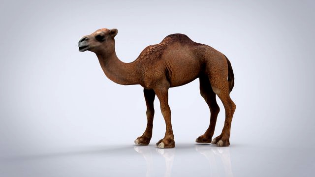 camel