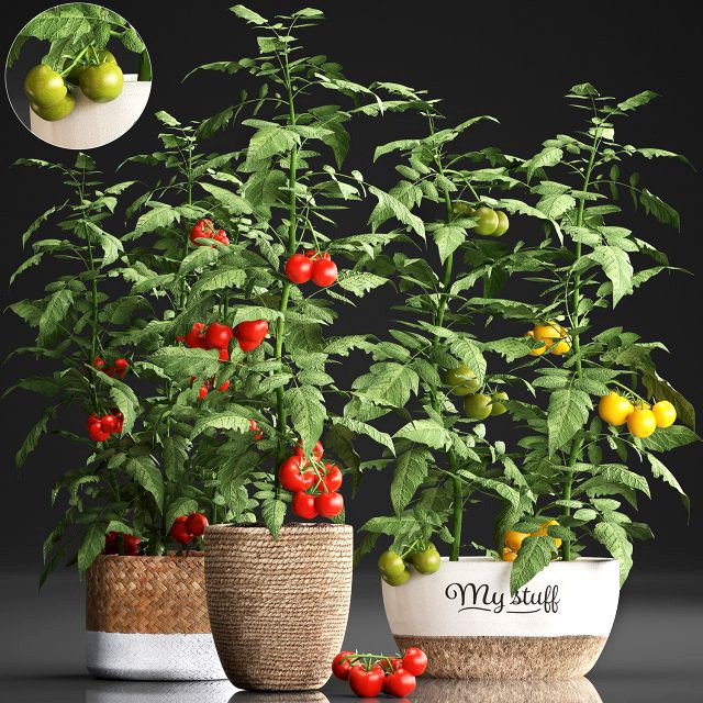 decorative plants for the kitchen 385 tomato