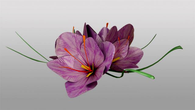 saffron flower