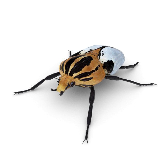 goliath beetle