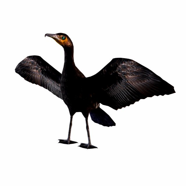 Great cormorant