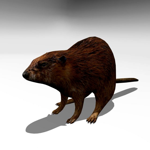 beaver