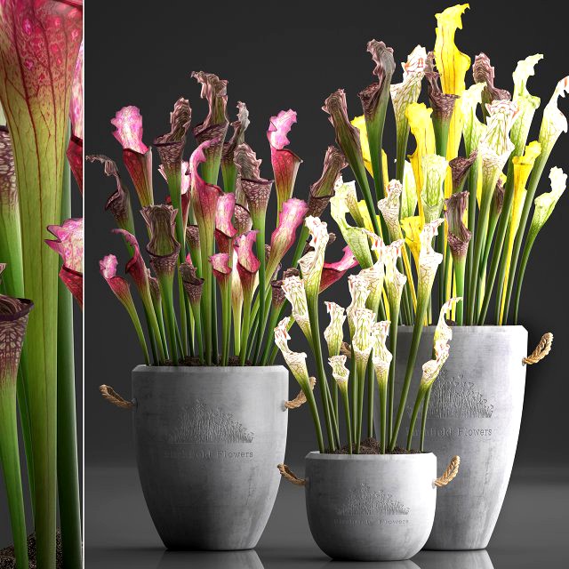 collection of exotic plants sarracenia 377