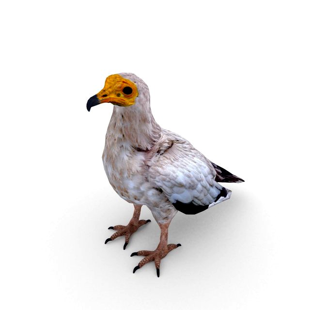 egyptian vulture