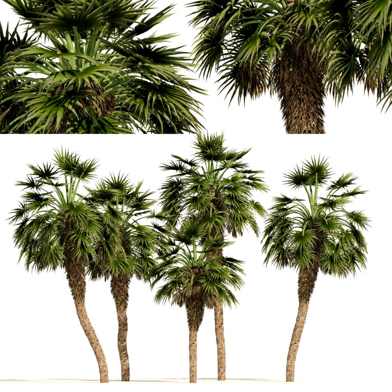 5 Fountain Palms (341523)