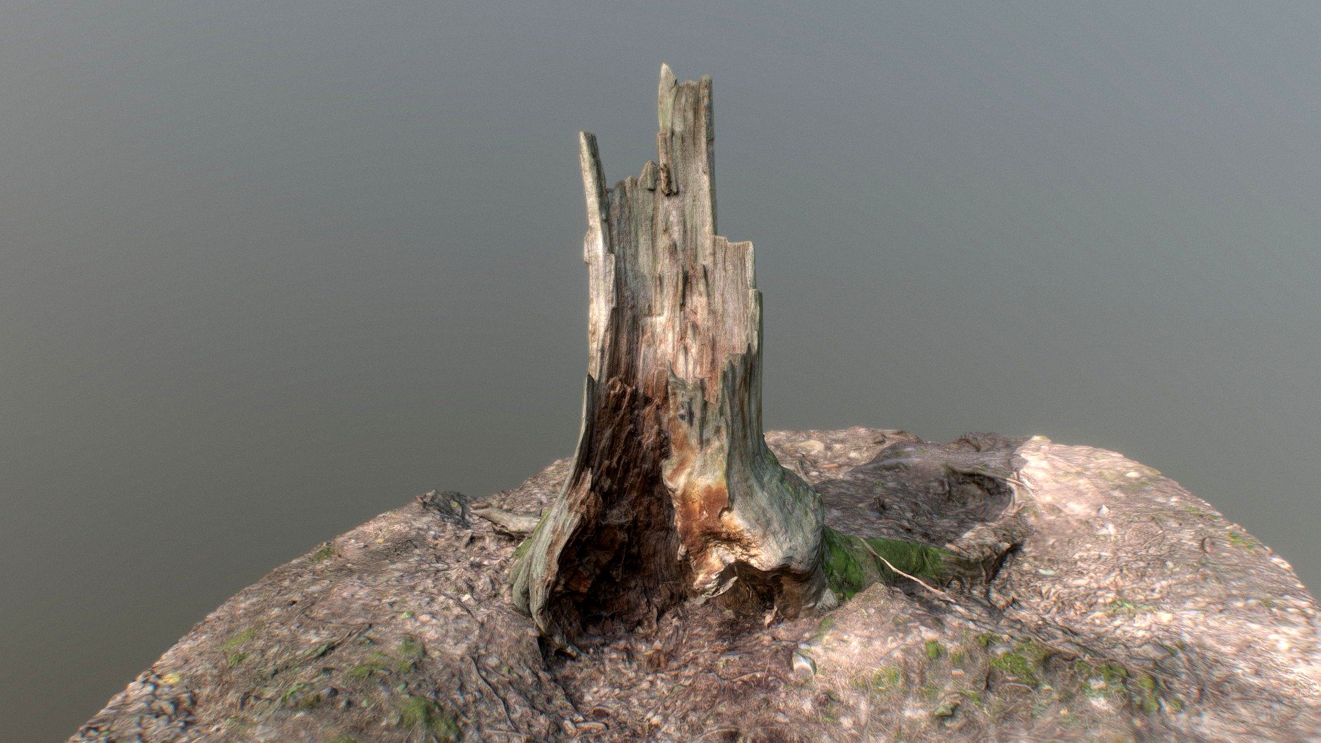Irregular tree stump