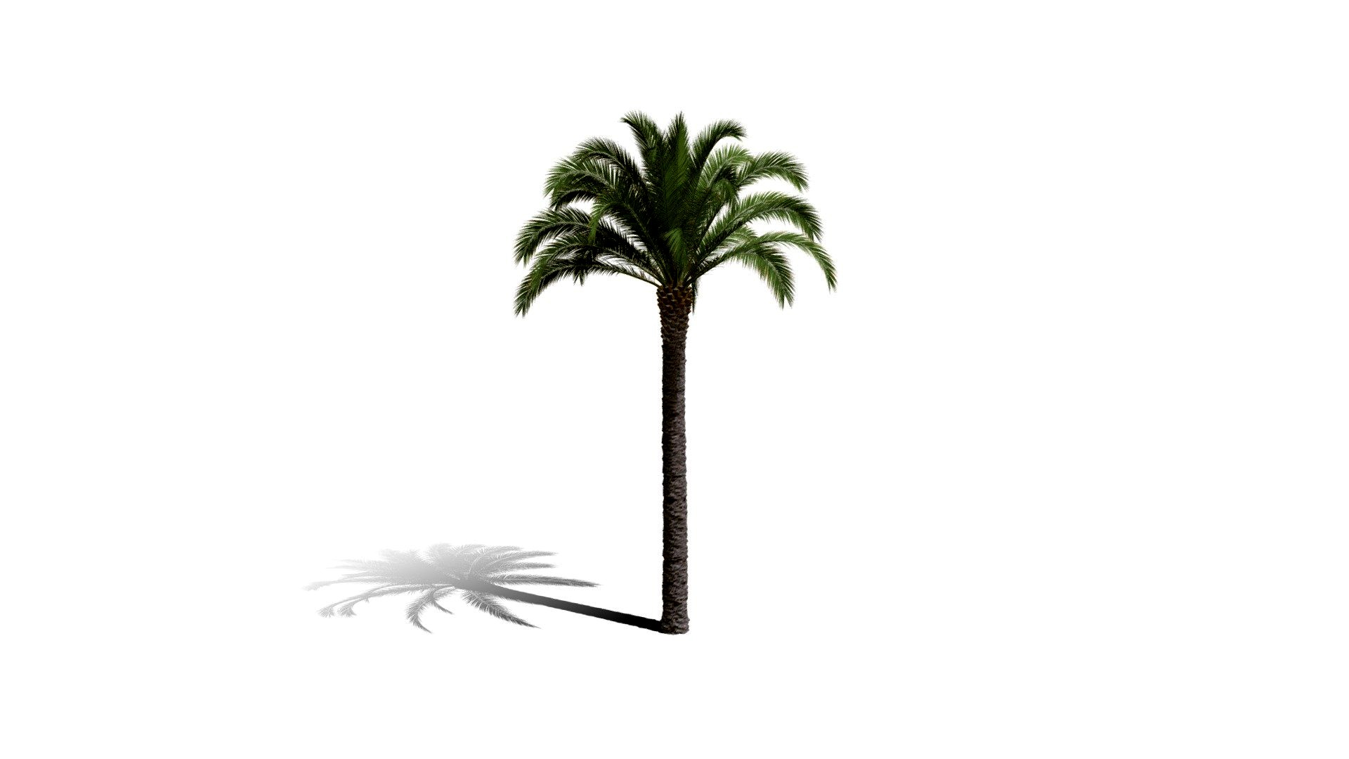 Realistic HD Canary Island date palm (34/40)