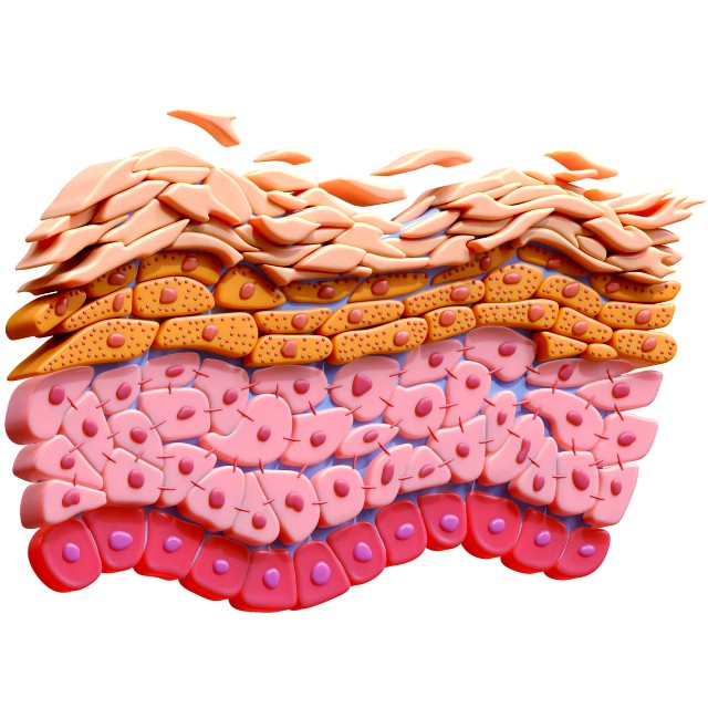 Epidermis Cross Section