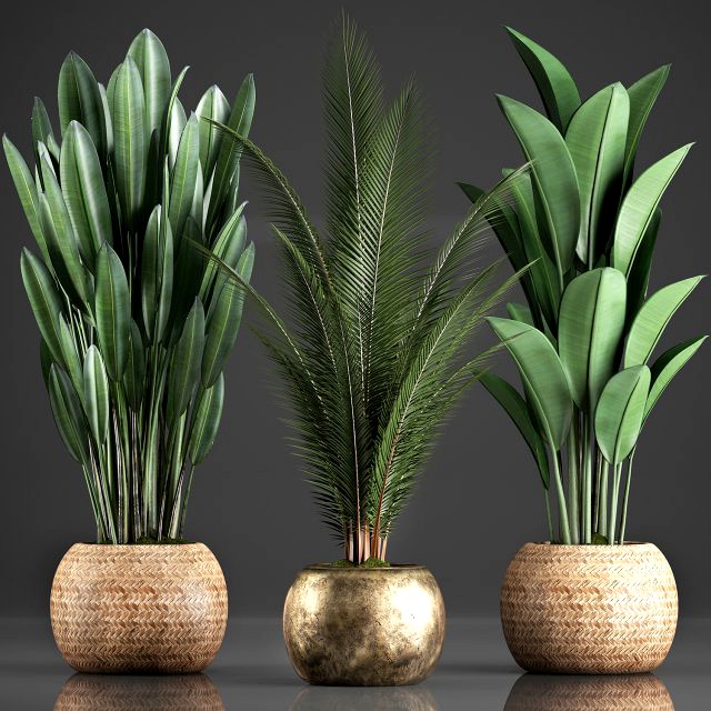 collection exotic plants 360