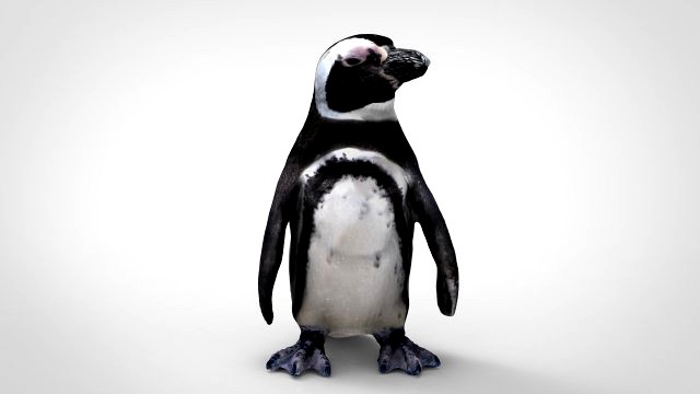 penguin