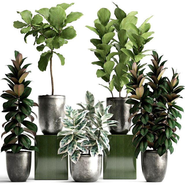 collection of exotic plants ficus trees 350