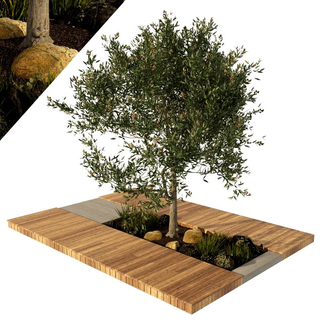 Olive tree with wood deck planter