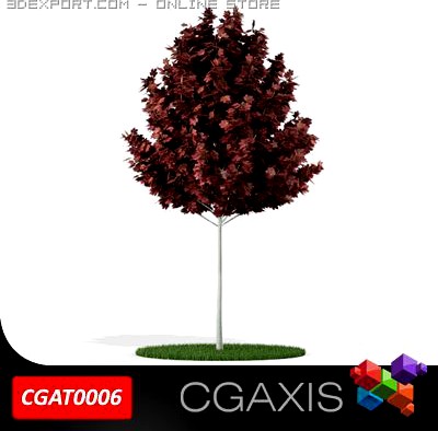 Tree Red Maple CGAXIS 06 3D Model