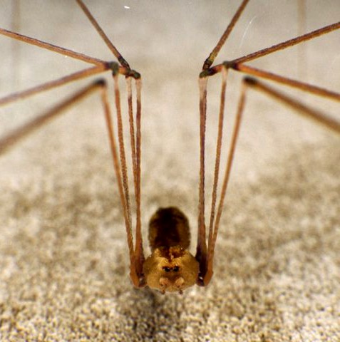 Spider Pholcus Phalangioides 3D Model