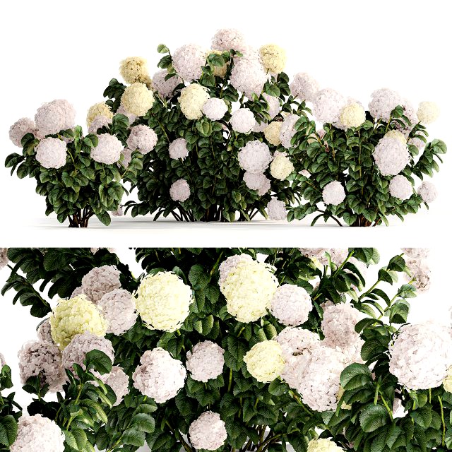 Hydrangea bushes for garden landscaping 1180