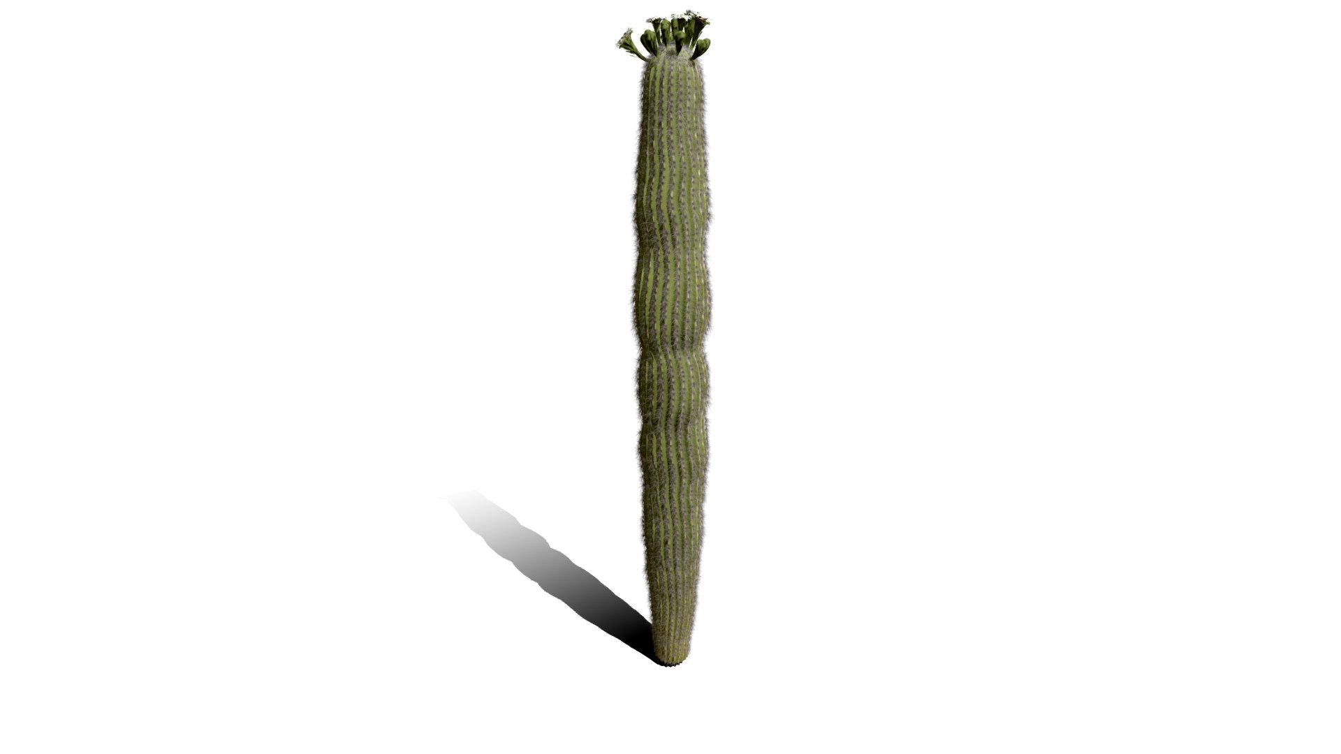 Realistic HD Saguaro cactus (7/30)
