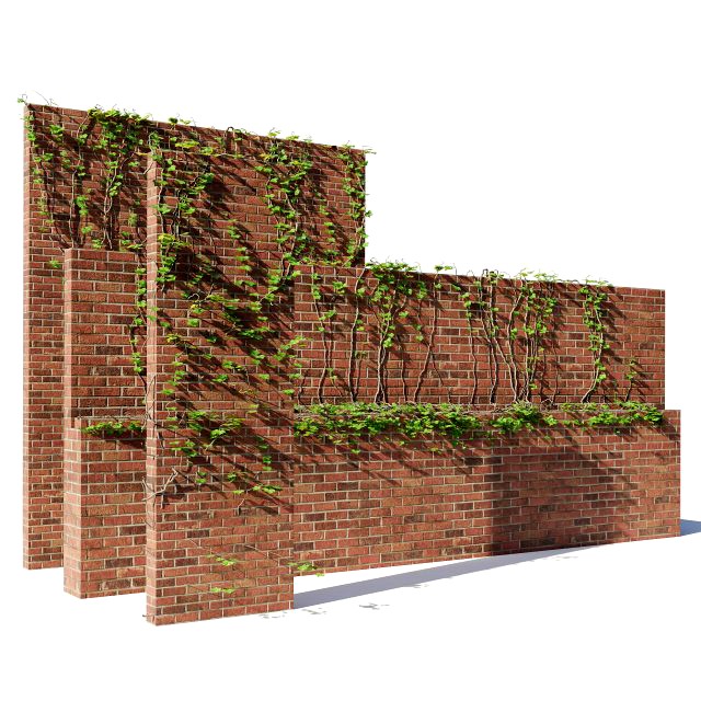 Brick walls with climber plant