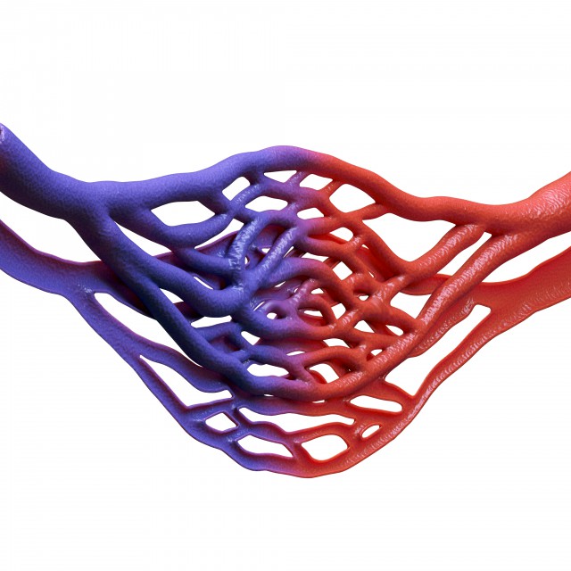 Blood Vessel Cross Section