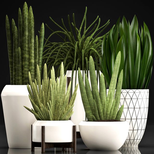 collection of exotic plants sansevieria