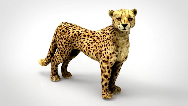 cheetah