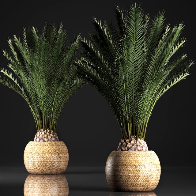 decorative palm tree in a pot date palm