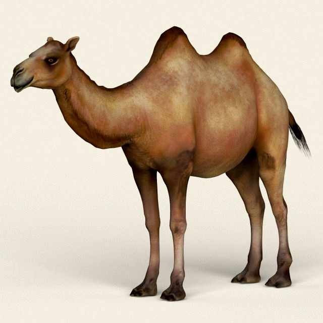 low poly realistic camel