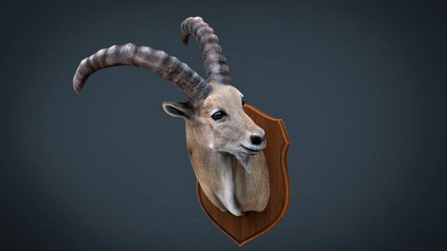 wild goat trophy