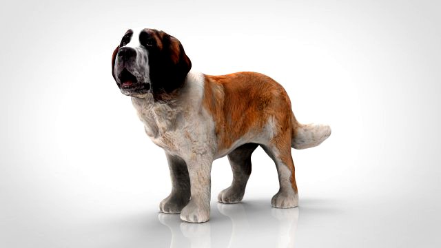 saint bernard