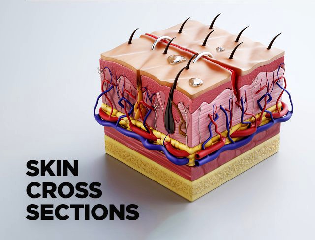 skin cross sections-damaged skin-cut skin- with 4k textures
