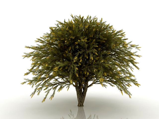 willow bottlebrush