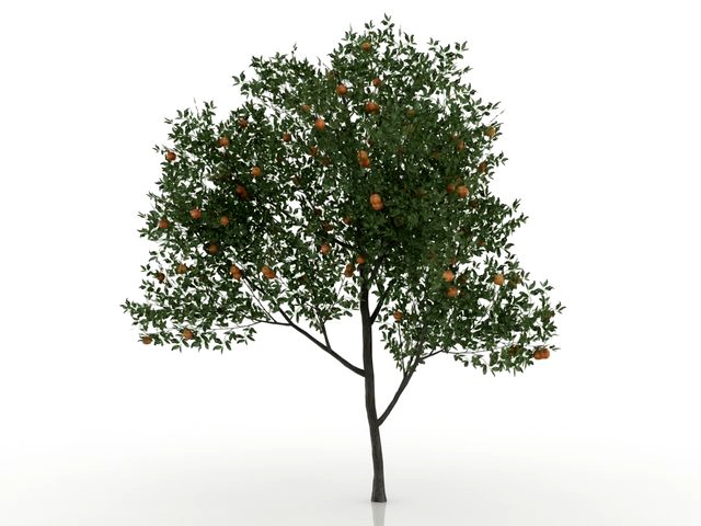 peach tree