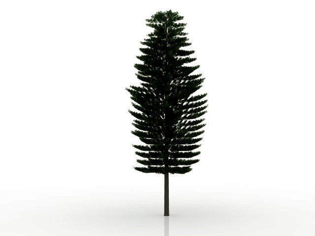 island pine